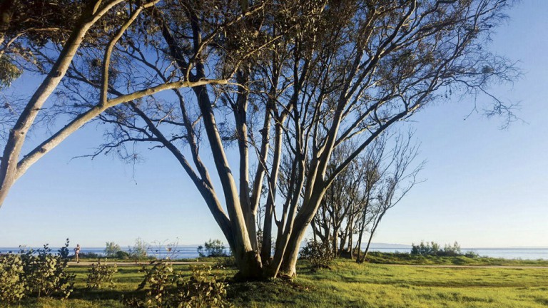 Your Children’s Trees Makes Lasting Impact