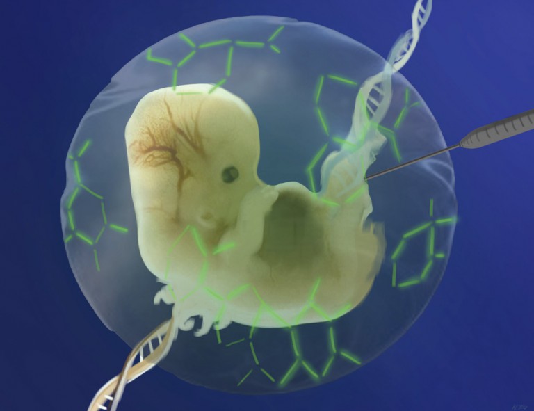 Researchers Attempt HIV-Proof Embryos