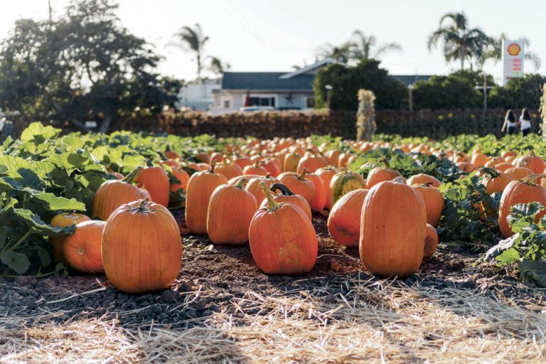 Lane Farms’ Annual Pumpkin Patch Dazzles