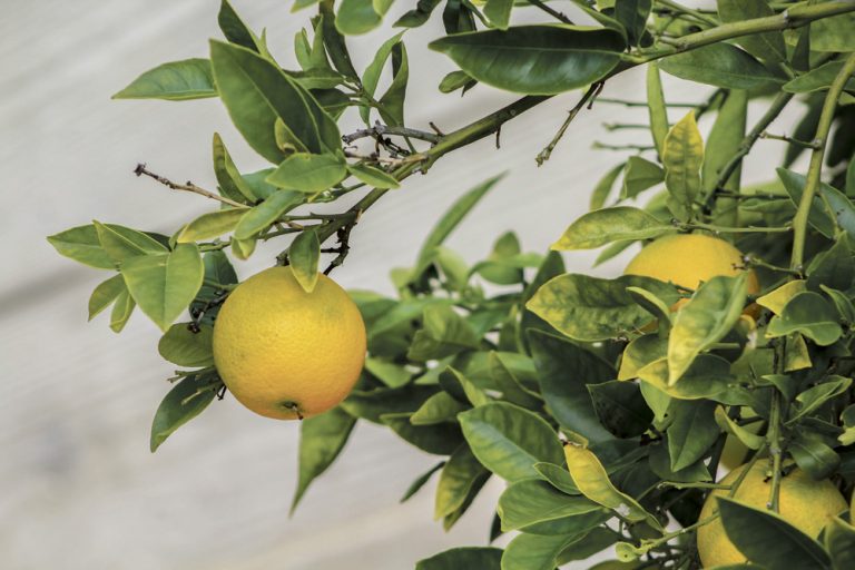 UCSB’s Farm of the Future