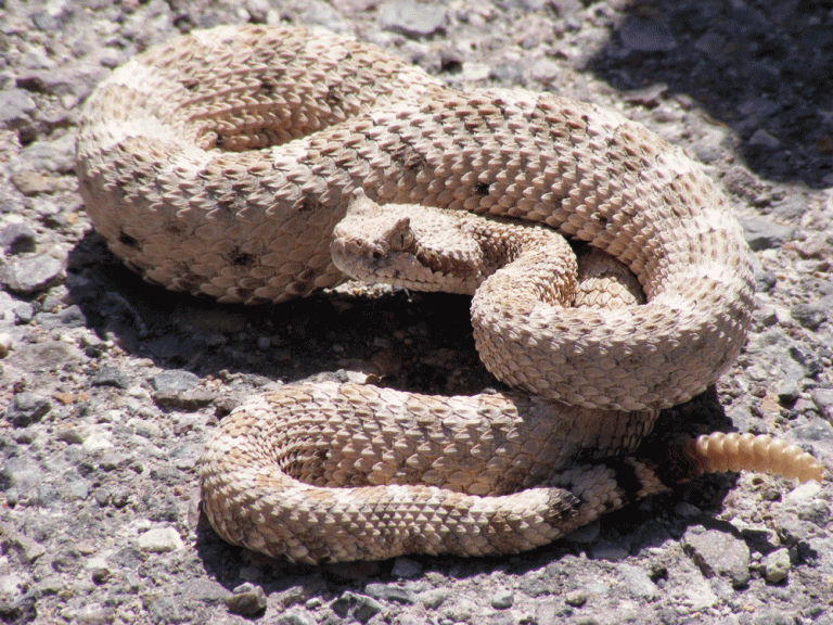 Southern California’s Rattlesnake Season is Here