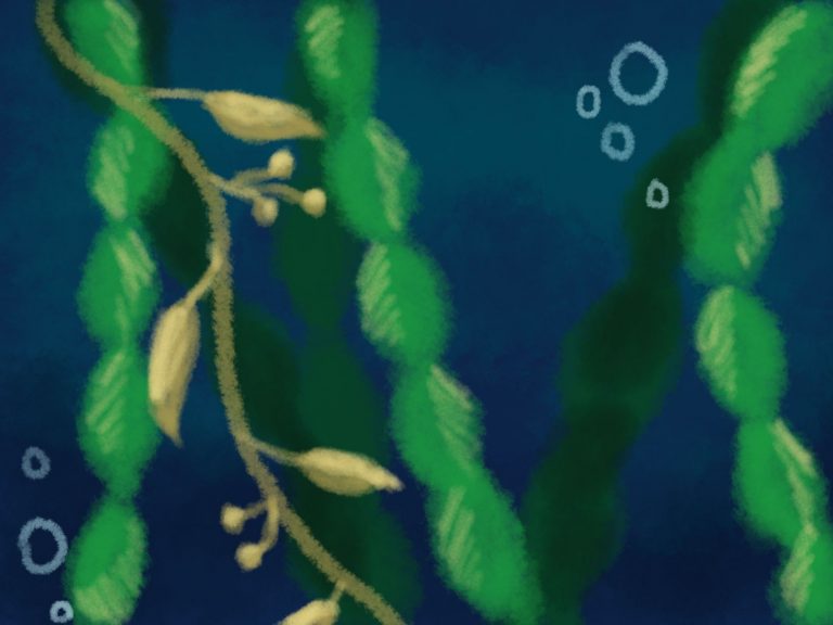 UCSB Researchers Receive Grant to Study Kelp