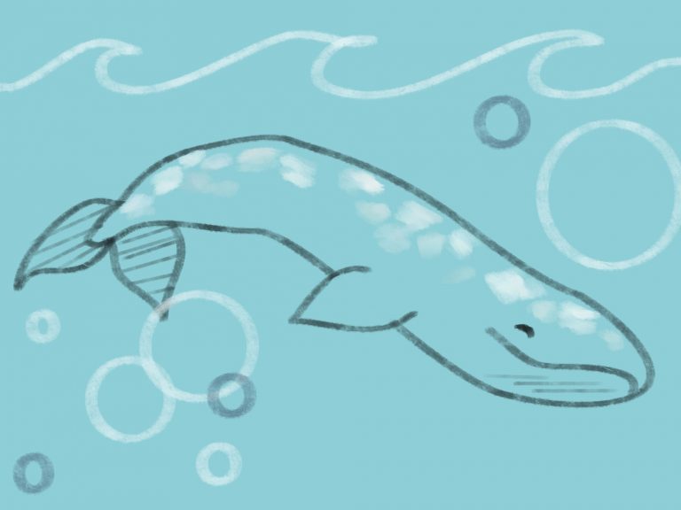 Summit Held at UCSB to Prevent Ships Colliding with Whales