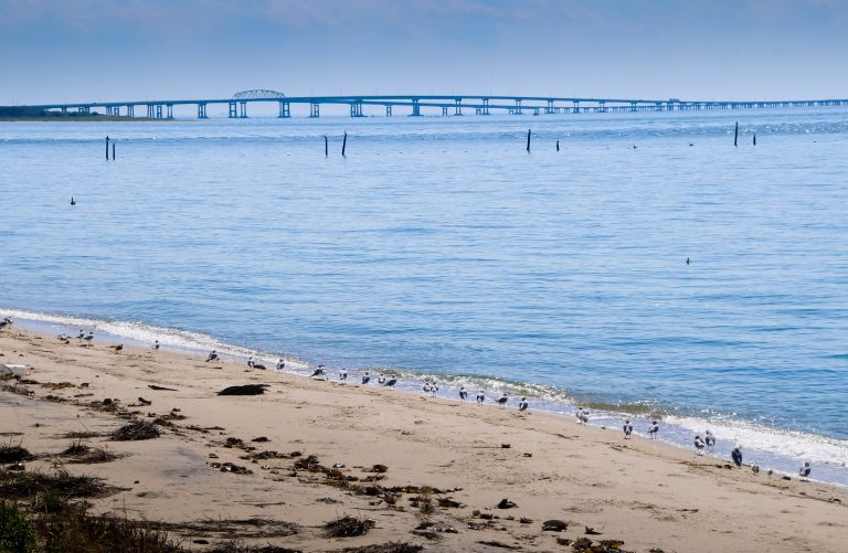 A Crisis in the Chesapeake Bay