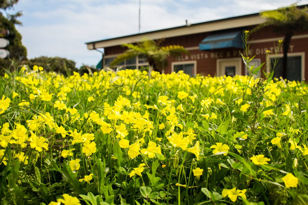 Spring Flowers The Bottom Line UCSB