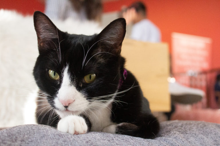 Santa Barbara Cat Cafe Helps Rescue Cats Find Forever Homes