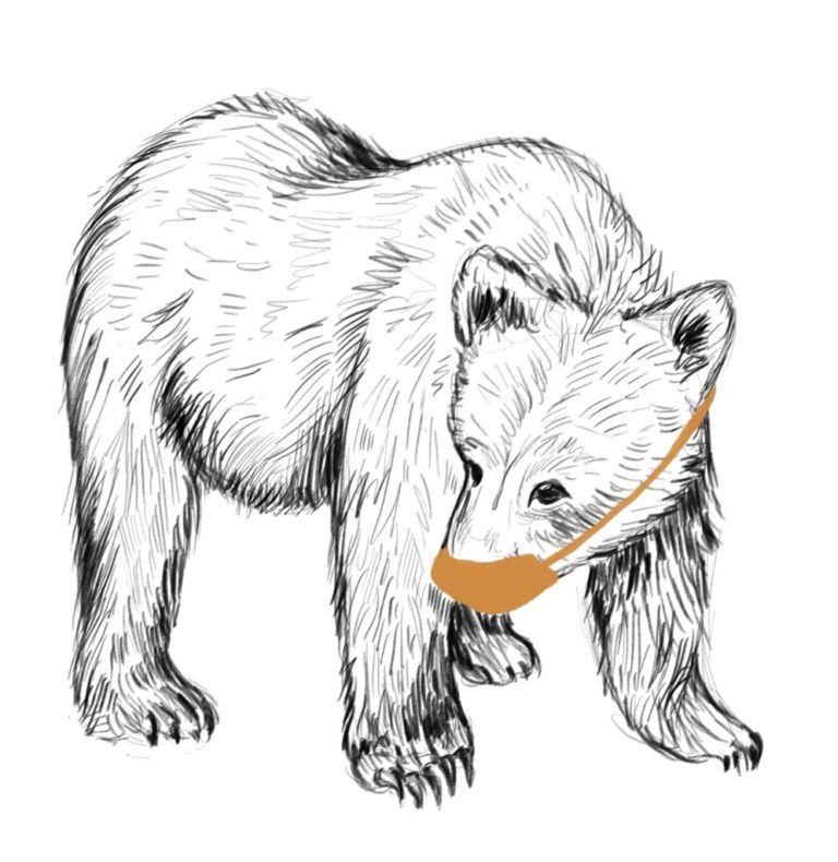 Testing Animals for COVID-19