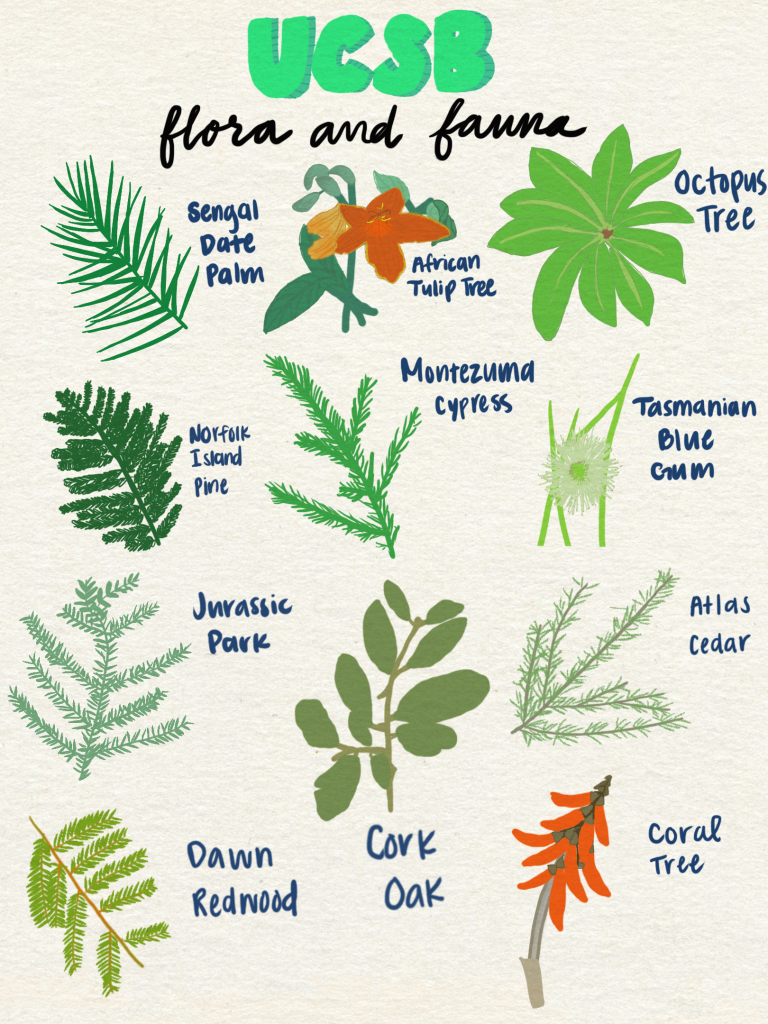 UCSB Flora & Fauna