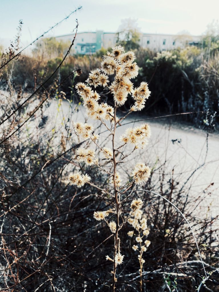 Nature in Santa Barbara: California Everlasting