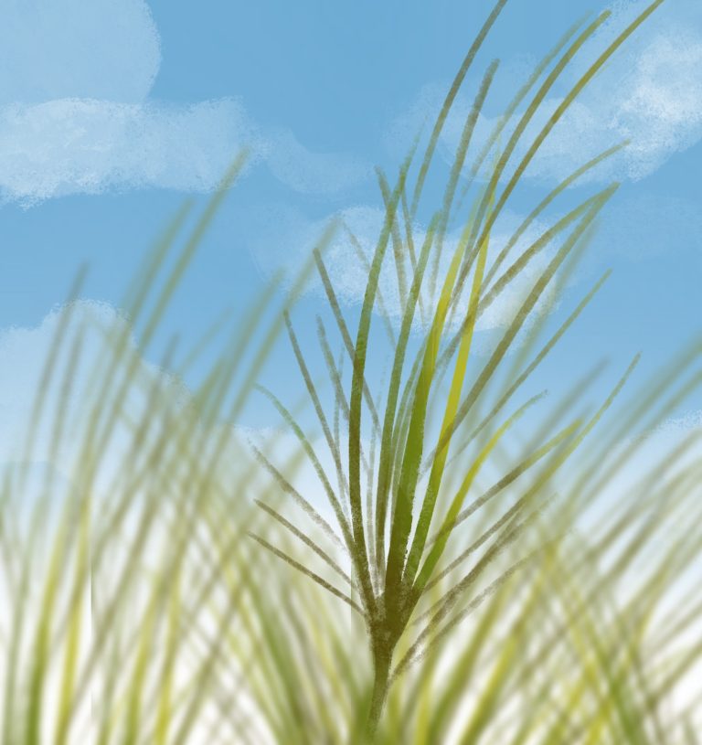 Nature at UCSB: Medusahead Plant