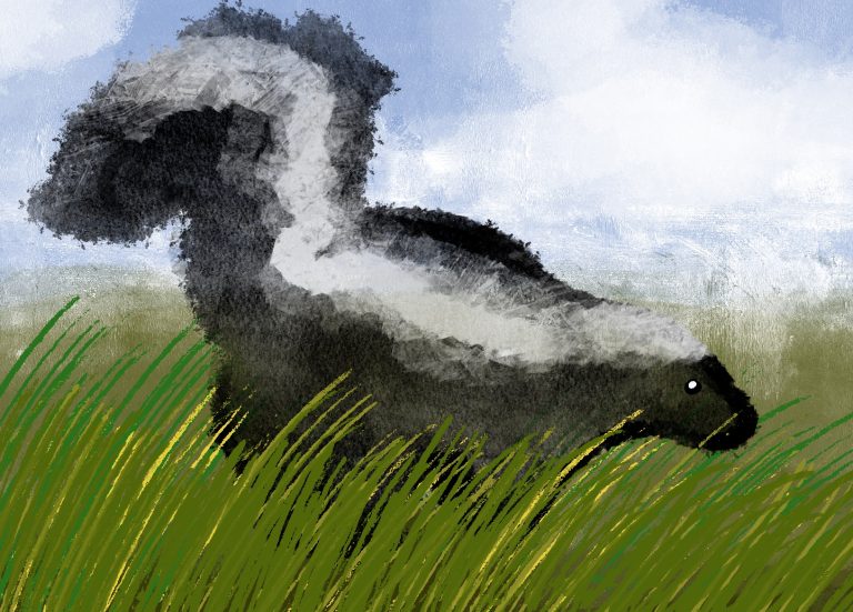 Nature at UCSB: The Striped Skunk