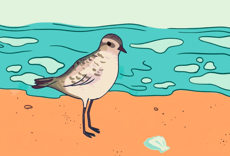 Oceanfront Land in Ventura County Becomes Nature Preserve