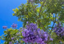 In Photos: Spring’s Bouquet