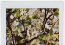 In Photos: What are the Flowers?