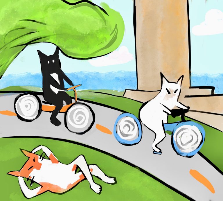 Biking Cats Around UCSB