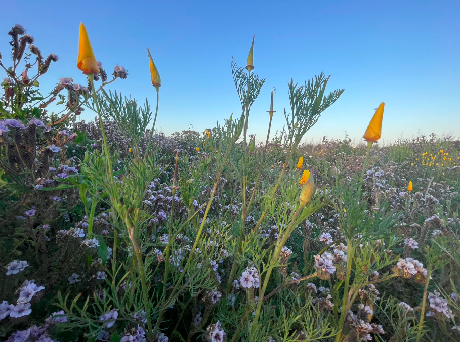 Will there be a super bloom in California 2023?