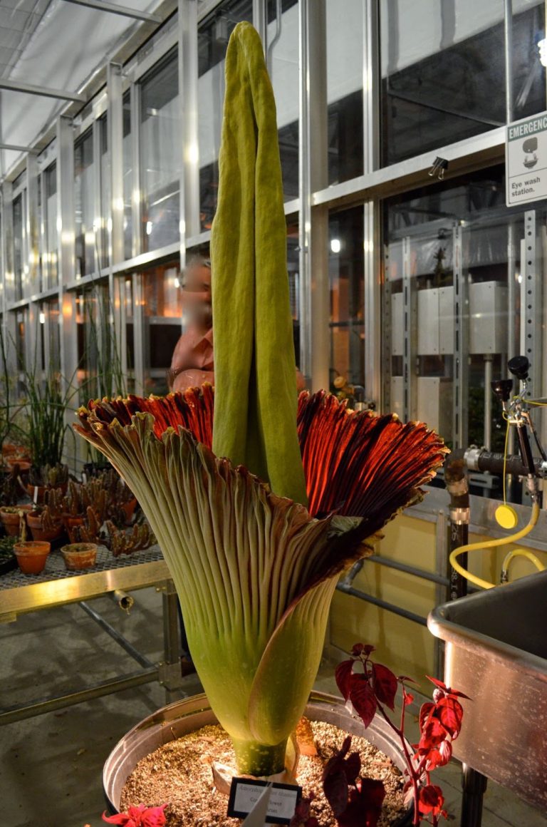 Ground Up: Growth at UCSB’s Greenhouse