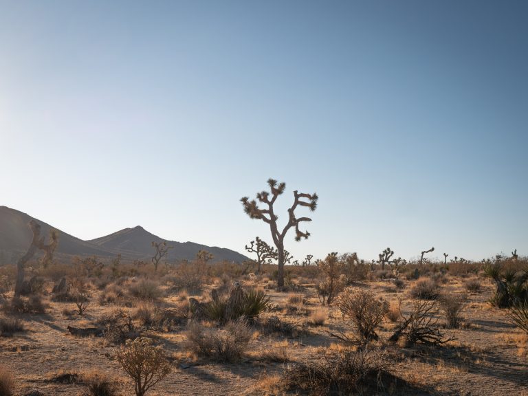 A Weekend in Joshua Tree