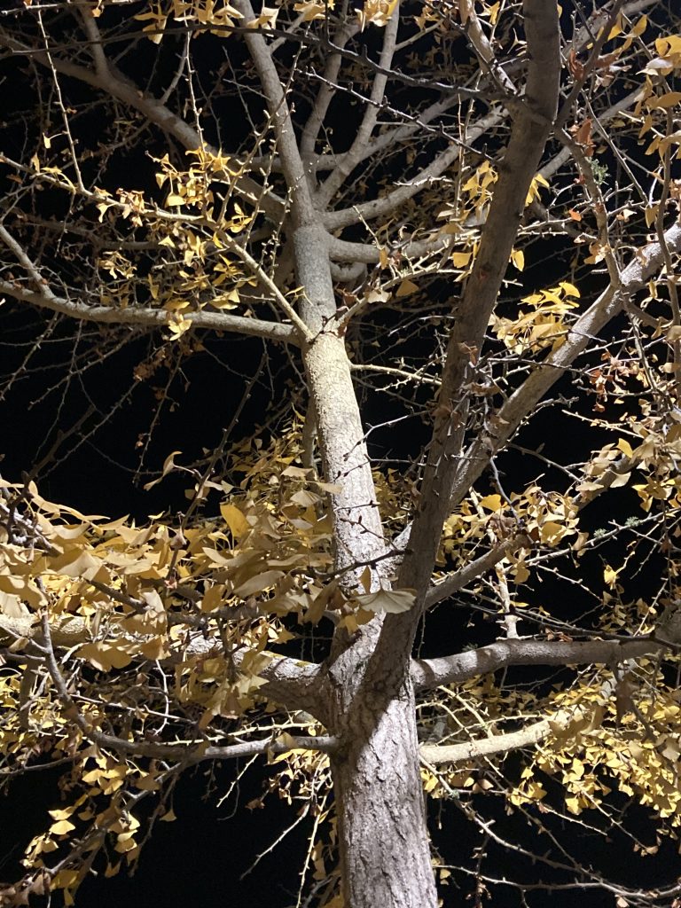 Nature of UCSB: The Gingko Trees