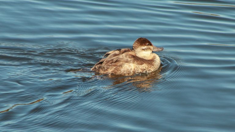 Wildlife of Los Carneros Lake