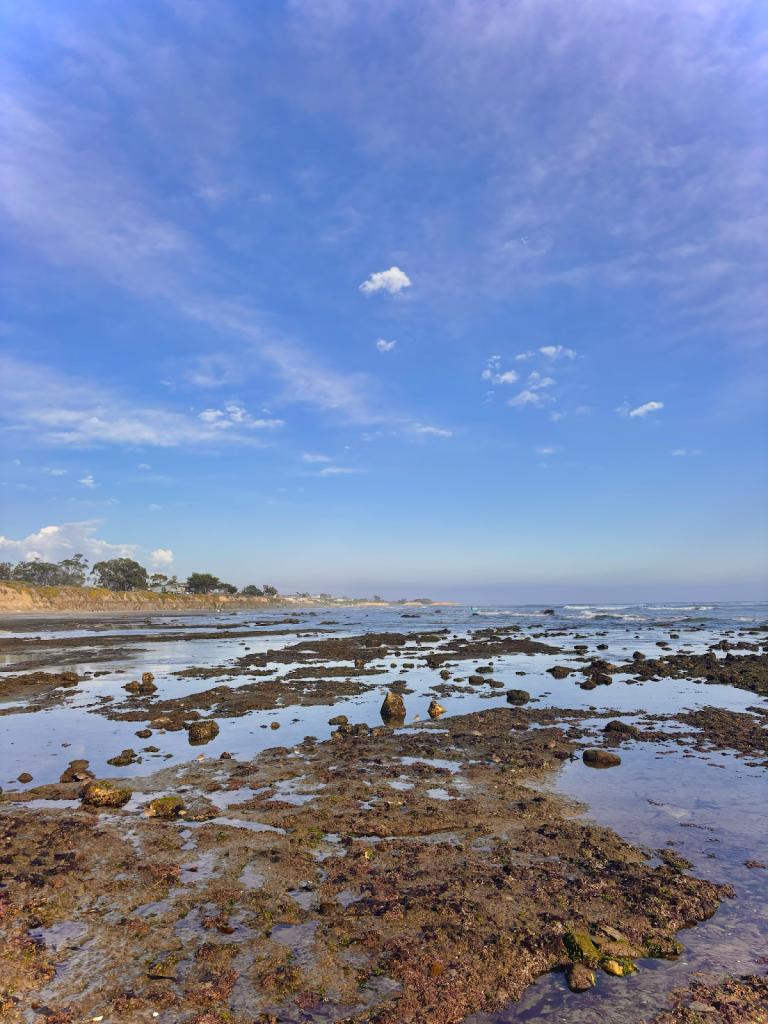 Life Between the Tides: Exploring UCSB’s Vibrant Tidepools