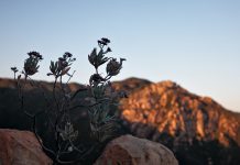 Los Padres Forest Fire Plan Prompts Public Pushback as Wildfire Season Intensifies