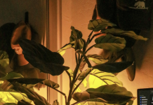 A UCSB Student’s Guide to House Plants