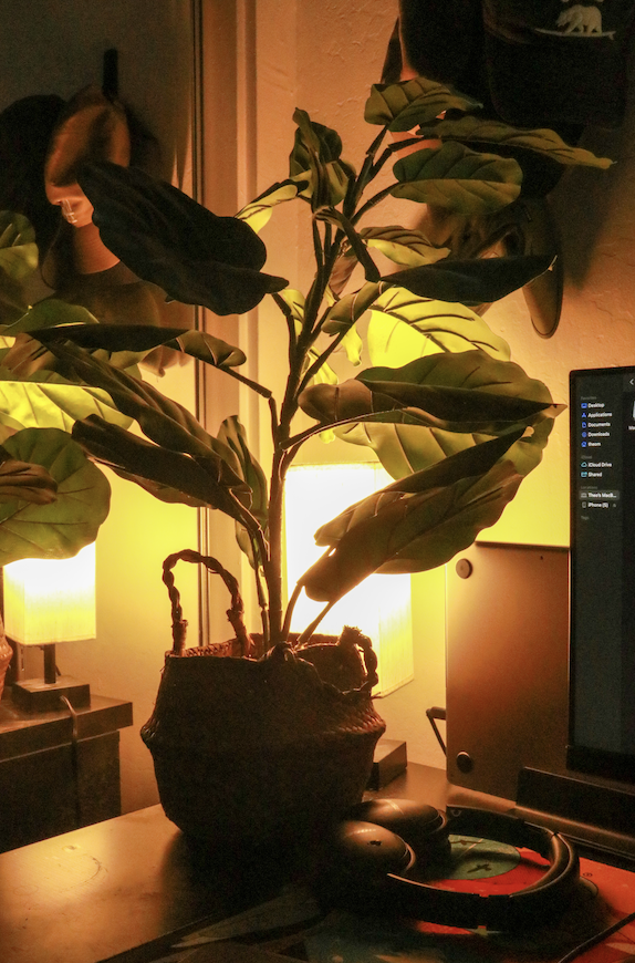A UCSB Student’s Guide to House Plants