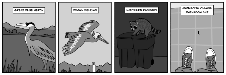 Mini-Comic: Wildlife at UCSB